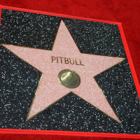 Фото Pitbull получил звезду на «Аллее славы» в Голливуде